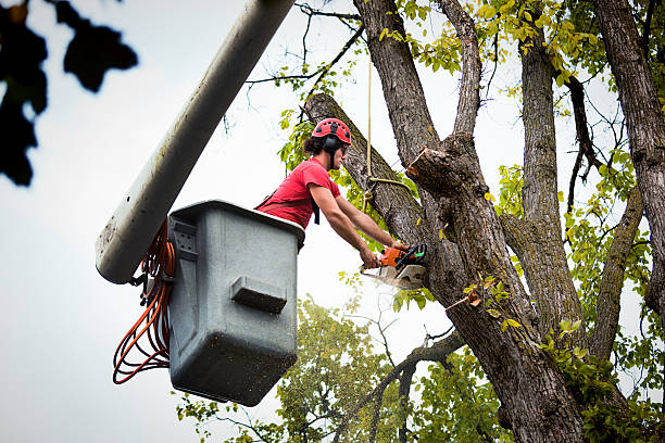 Best Tree Cabling and Bracing  in Brookfield Center, OH